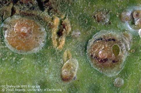 Exit hole of Aphytis melinus parasitoid in cover of a scale (right). The blackening is wasp excrement (meconium) beneath the cover.