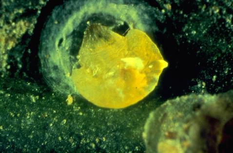 Egg of Aphytis melinus (center right, slightly projecting beyond the scale body) on the body of a female California red scale, Aonidiella aurantii.