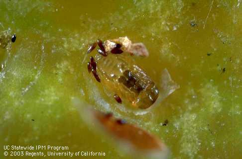 Pupa and frass pellets (meconium) of an Aphytis parasitic wasp exposed by removing the scale cover.