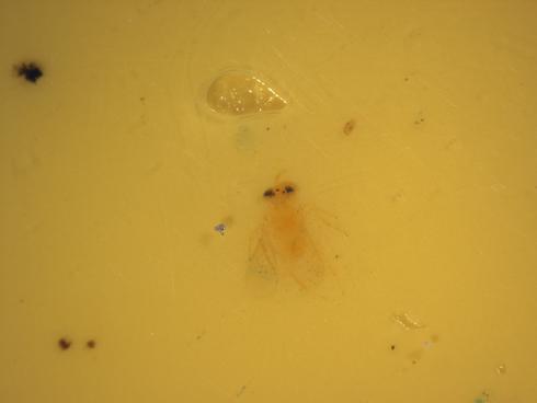 Adult female <I>Aphytis melinus,</I> parasite of California red scale, <I>Aonidiella aurantii,</I> caught in a yellow sticky trap.