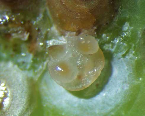 Two larvae of an Aphytis parasitic wasp feeding on a scale body exposed by removing the scale cover.