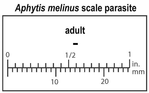 Relative size of adult Aphytis melinus.