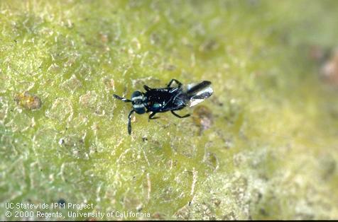 Adult <i>Comperiella bifasciata,</i> a parasitic wasp of California red scale, <i>Aonidiella aurantii.</i>.