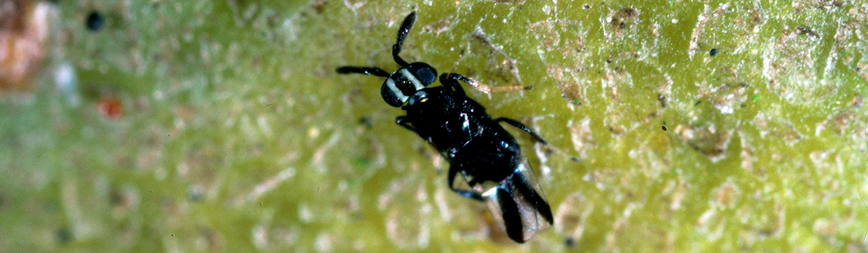 Adult of the California red scale parasite, <i>Comperiella bifasciata.</i>