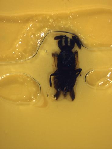 Adult <I>Comperiella bifasciata,</I> parasite of California red scale, <I>Aonidiella aurantii,</I> caught in a yellow sticky trap.