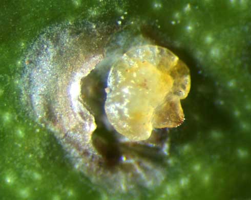 Larva of <i>Comperiella bifasciata</i> (most of the yellow coloration in photo center) inside the body of a California red scale, <i>Aonidiella aurantii</i>, visible through the host's cuticle (skin).