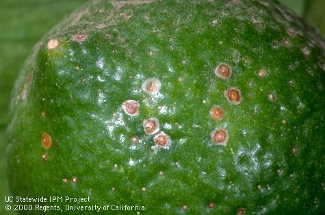 Crop damaged by California red scale.