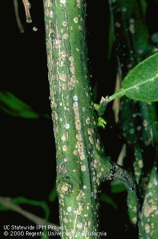 Crop damaged by California red scale.