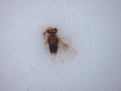 Adult <I>Encarsia perniciosi, </I> a parasite of California red scale, <I>Aonidiella aurantii,</I> caught in a white sticky trap.