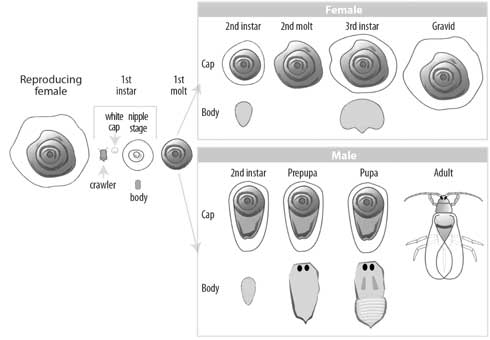 Life cycle of a typical armored scale, California red scale. Eggs (not shown) hatch within the female's body and emerge as tiny first instars, which initially are mobile crawlers, then settle and secrete a cottony white cap (cover) and later a more solid cover (the nipple stage). Female and male scales develop differently, beginning with the second instar. The female cover and body underneath remain round and immobile. The male forms an elongated cover, and the body underneath develops eyespots, legs, and two wings. A tiny mobile adult male emerges and seeks a female to mate.