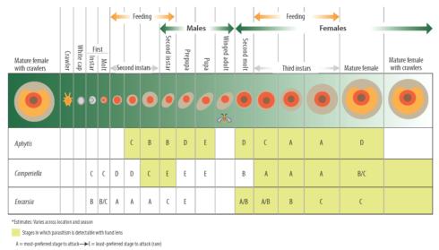 The life stages of California red scale, <i>Aonidiella aurantii</i>, preferred by its three primary parasites: <i>Aphytis melinus</i>, <i>Comperiella bifasciata</i>, and <i>Encarsia pernisiosi</i>. The shaded cells indicate the host life stages when each parasite species is observable with a hand lens.