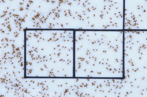 Male California red scales, <I>Aonidiella aurantii,</I> caught in pheromone-baited trap. Tiny scales shown relative to size of 1-inch counting squares.