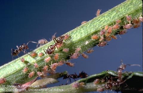 Adult ceanothus aphid.