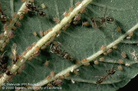 Adult ceanothus aphid.