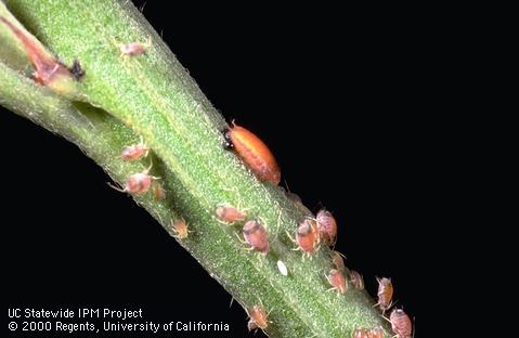 Orangish pupa (center) and white egg (bottom) of a predaceous aphid fly (Chamaemyiidae) on a stem with aphids, Aphis ceanothi.