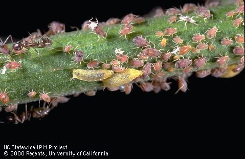 Larvae of aphid fly (Chamaemyiidae) feeding on aphids, <i>Aphis ceanothi,</i> tended by Argentine ants, <i>Iridomyrmex humilis</i>.