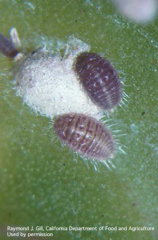 Adult female cactus spine scales, <i>Acanthococcus coccus,</i> and a cottony, white egg sac.