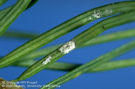 Cooley spruce gall adelgid adult.