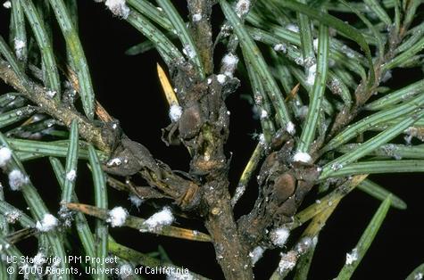 Cooley spruce gall adelgids, <i>Adelges cooleyi</i>, covered with pale wax and conifer foliage with blackish sooty mold.