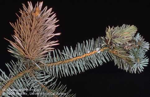 Spruce shoot galled (right) and killed (left) from feeding of Cooley spruce adelgid, <i>Adelges cooleyi</i>.