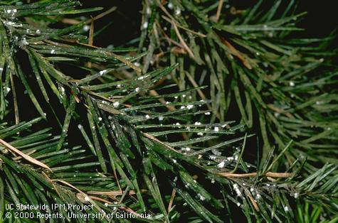 White, wax-covered bodies of mature female Cooley spruce gall adelgids, <i>Adelges cooleyi</i>, on needles of Douglas fir.