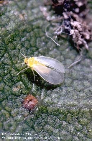 Adult crown whitefly.