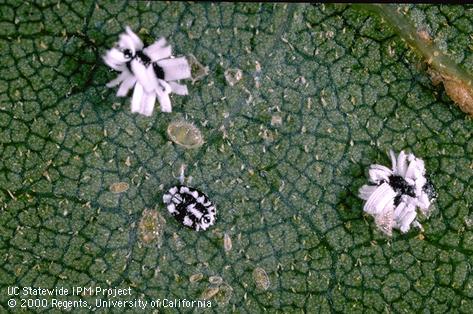 Nymphs and pupae of the crown whitefly, <i>Aleuroplatus coronata</i>, on coast live oak.