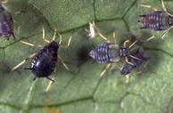 Close-up of black cowpea aphids feeding on a leaf, highlighting their shiny black oval bodies and yellow-orange legs.