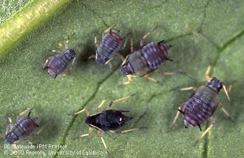 Adult cowpea aphid.