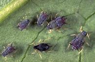 Cowpea aphid