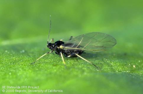 Winged adult cowpea aphid, Aphis craccivora.