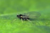 Close-up of a black winged aphid perched on a green leaf, displaying translucent wings and slender antennae.