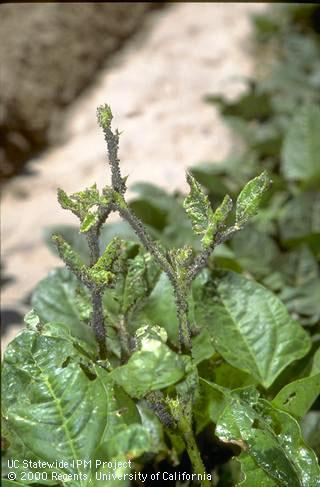 Crop damage by cowpea aphid.