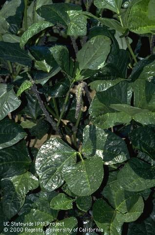 Crop damage by cowpea aphid.