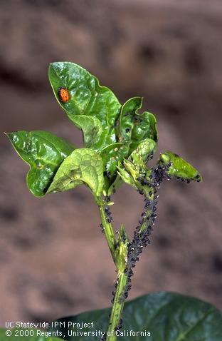 Colony of cowpea aphid.