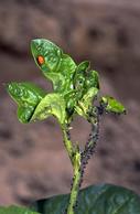 Cowpea aphid