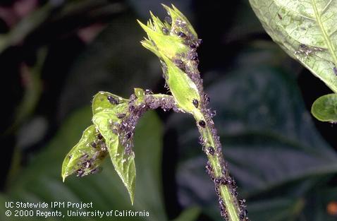 Colony of cowpea aphid.