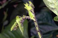 Aphid damage