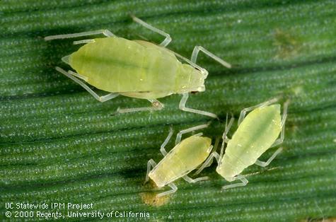 Adult rose grass aphid.