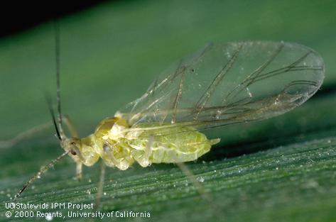 Adult rose grass aphid.