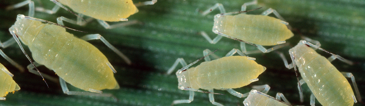 Rose grass aphid colony.