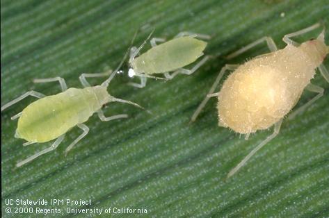 Fungus disease of rose grass aphid.