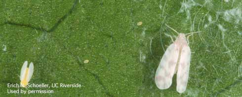 A comparison of adults of the giant whitefly, <i>Aleurodicus dugesii</i>, (right) and the smaller greenhouse whitefly, <i>Trialeurodes vaporariorum</i>, (left).