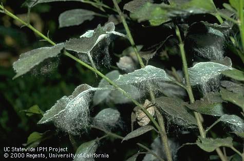 Hibiscus leaves with beardlike wax strands from nymphs of giant whitefly, <i>Aleurodicus dugesii</i>.