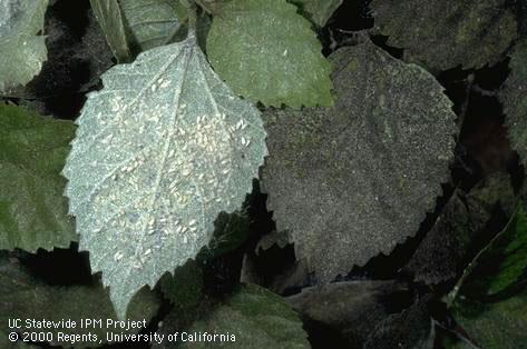 Giant whitefly damage: moldy (right) and wax-covered hibiscus leaves.