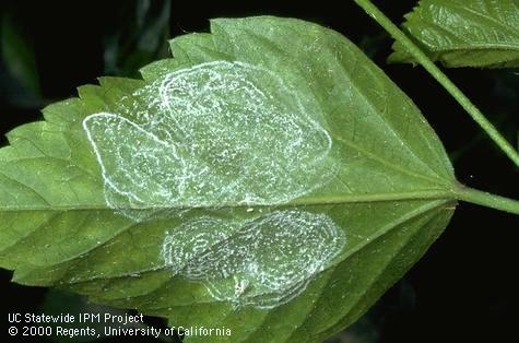 Pale wax spirals made by adult giant whiteflies on hibiscus leaves.