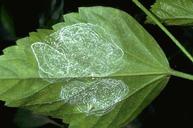 Pale wax spirals made by adult giant whiteflies on hibiscus leaves.