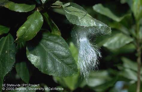 Sooty mold and wax on hibiscus from giant whitefly infestation.