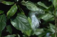 Sooty mold and wax on hibiscus from giant whitefly infestation.