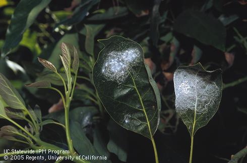 Adults and pupae of giant whitefly, <I>Aleurodicus dugesii,</I> with white wax strands produced by the adults. 